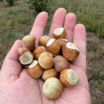 Lajthi e Freskët: Burimi i Shëndetit dhe Energjisë Natyrale