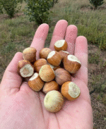 Lajthi e Freskët: Burimi i Shëndetit dhe Energjisë Natyrale