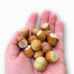 Lajthi e Freskët: Burimi i Shëndetit dhe Energjisë Natyrale