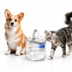 💧🐾Automatik Dispenser Uji për Kafshë 1.8L - Cat & Dog Water Fountain me Filtrim & Pompë Silent (Transparent) - Figura 2